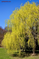 im Forstbotanischen Garten Koeln