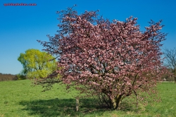 Kirschbluete im Forstbotanischen Garten Koeln