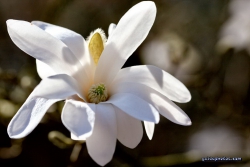 Magnolie im Forstbotanischen Garten Koeln