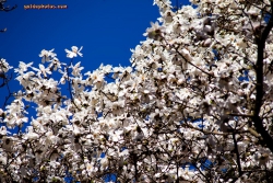 Magnolie im Forstbotanischen Garten Koeln