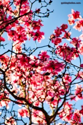 Magnolie im Forstbotanischen Garten Koeln