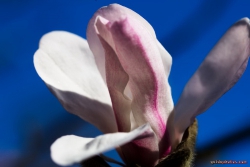 Magnolie im Forstbotanischen Garten Koeln