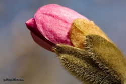 Magnolie im Forstbotanischen Garten Koeln