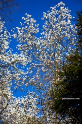 Magnolie im Forstbotanischen Garten Koeln