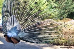 Pfau im Forstbotanischen Garten Koeln