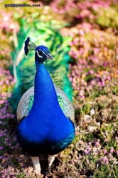 Pfau im Forstbotanischen Garten Koeln