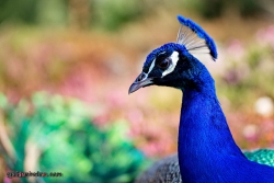 Pfau im Forstbotanischen Garten Koeln