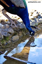 Pfau im Forstbotanischen Garten Koeln