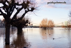 Hochwasser am Rhein