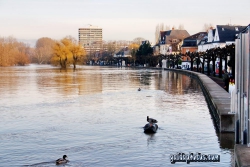 Hochwasser am Rhein