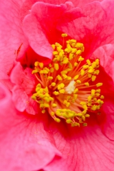 Kamelienblüte