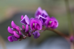 Blüte lila