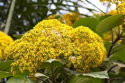 Blüte gelb