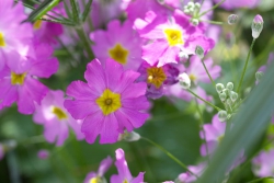 Blüte lila