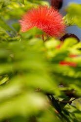 Callistemon Blüte