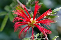 Callistemon Blüte