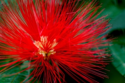 Callistemon Blüte