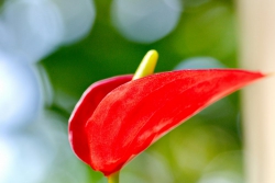 Calla Blüte