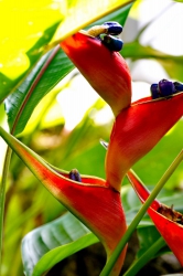 subtropische Blüte