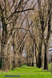 Rheinufer Köln-Rodenkirchen