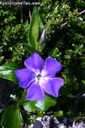 Osterbilder, Osterblumen