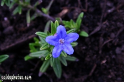 Osterbilder, Osterblumen