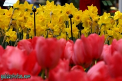 Osterbilder, Osterblumen