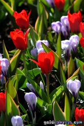 Osterbilder, Osterblumen