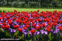 Osterbilder, Osterblumen