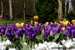 Osterbilder, Osterblumen