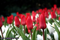 Osterbilder, Osterblumen