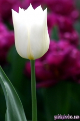 Osterbilder, Osterblumen