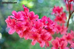 rhododendron-azalee Rhodendron