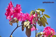 Rhododendron-Azalee