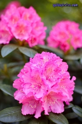 Rhodendron