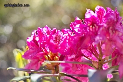 Rhodendron