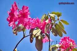 Rhodendron