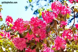 Rhodendron