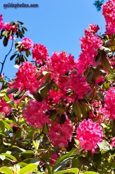 Rhodendron