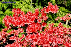Rhodendron