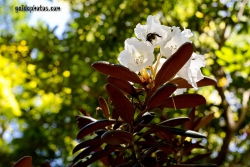 Rhodendron