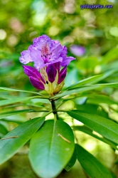 Rhodendron