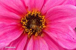 Blüte pink