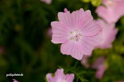 Blüte pink