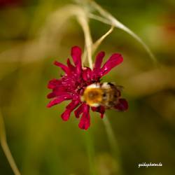 Blüte rot Biene