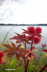 Blume rot stachelig