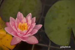 Wasserlilie, pink