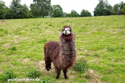 Wildpark Rolandseck, Alpacca