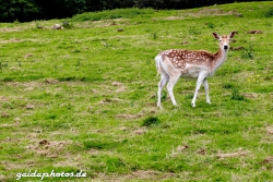 Wildpark Rolandseck, Damwild