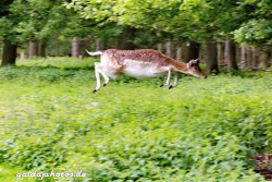 Wildpark Rolandseck, Damwild